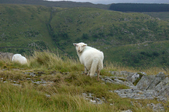 Cnicht Mor Wales by Brent Wiggans